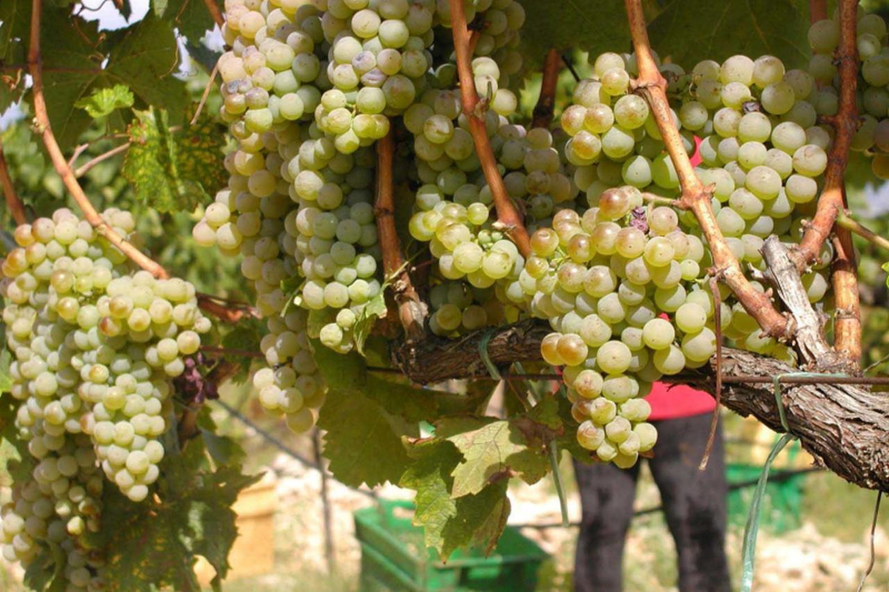 'bih - 06.09. 2009. - Citluk ,  BiH  Berba grozdjaTrsje na Kamenom vinogradu u Blizancima puno je kvalitetnog grozdja  Photo: Mile Pavlovic/Vecernji list'