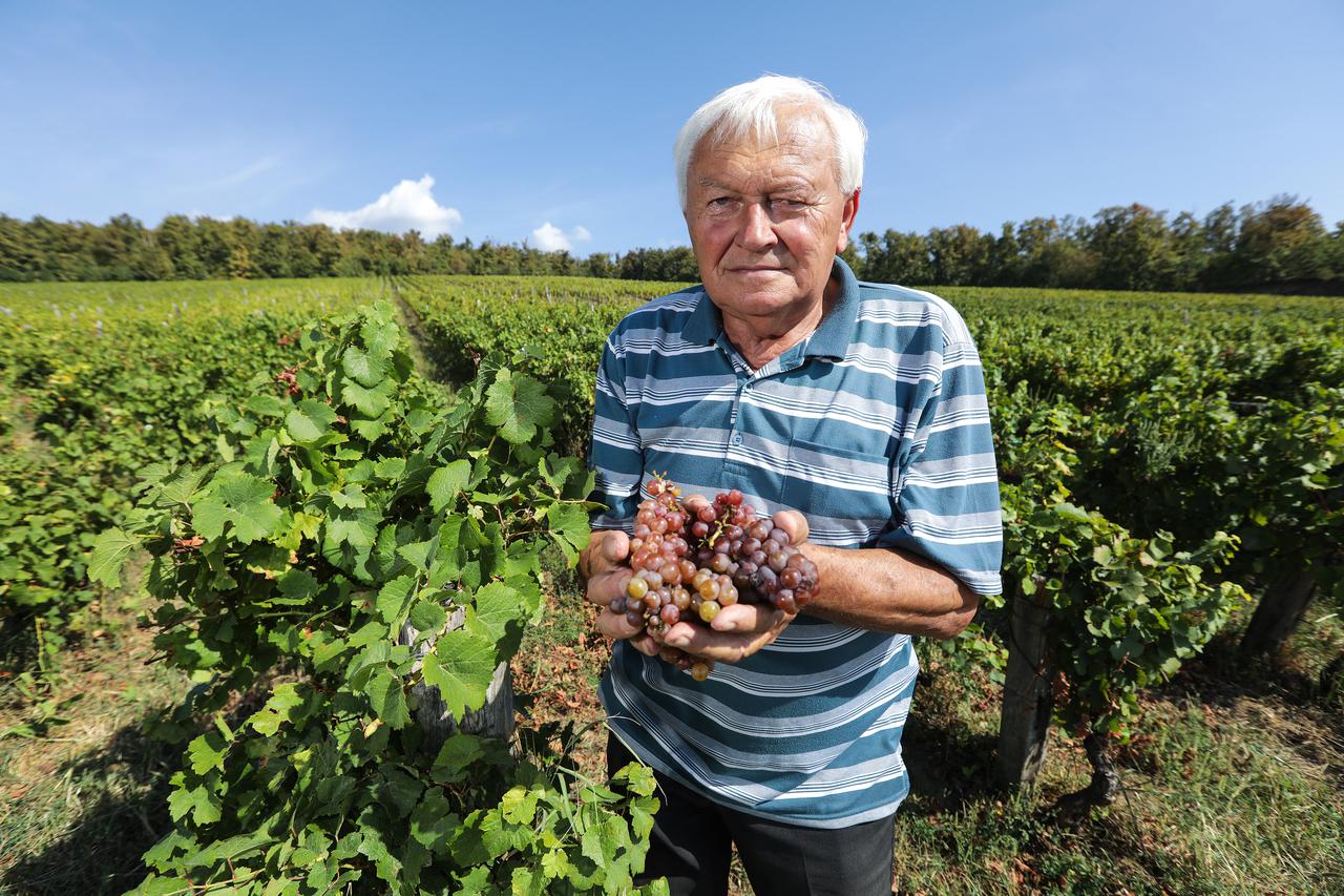 Kutjevo: Započela berba grožđa u vinogradinja Ivana Enjingija