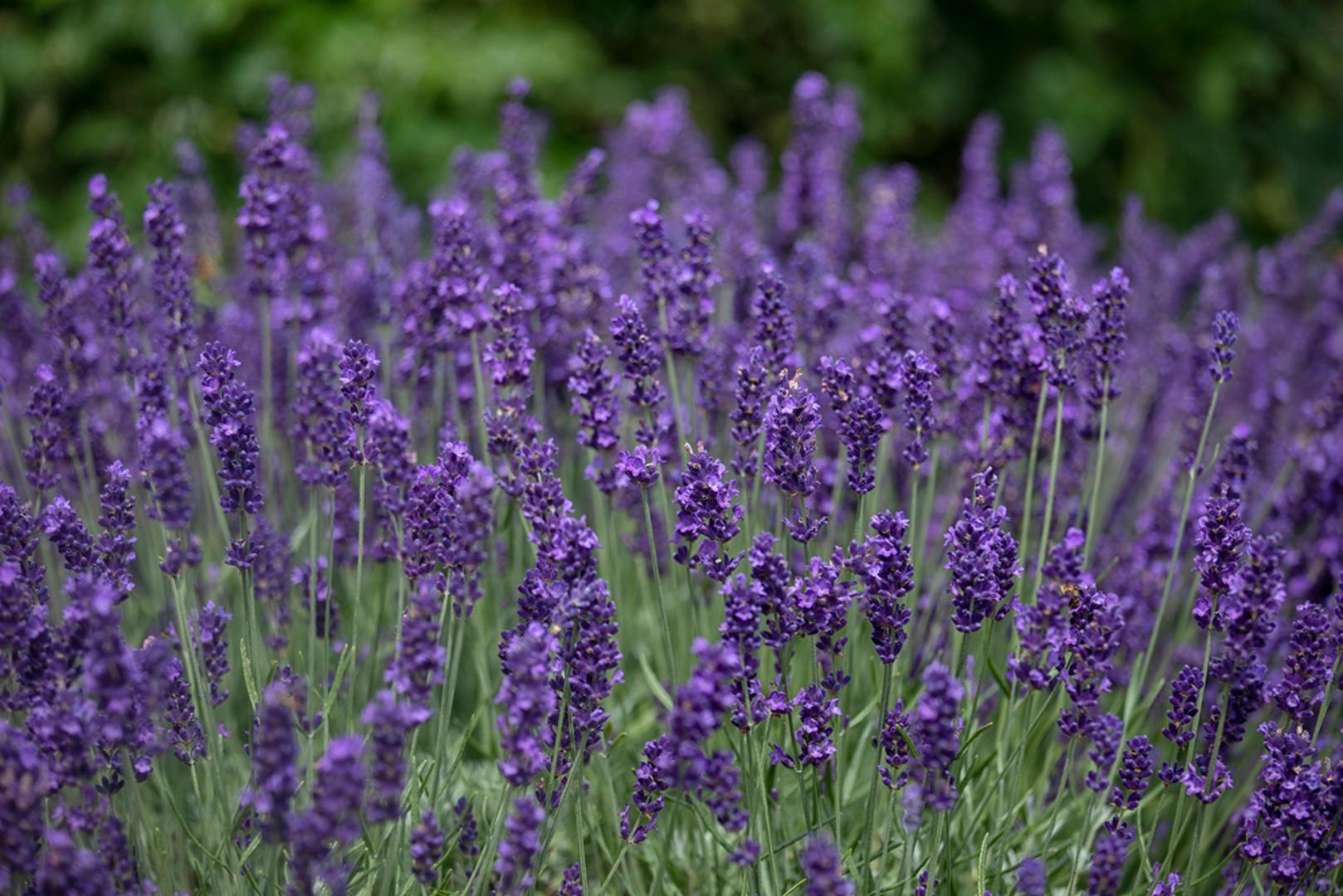 Lavanda: Iako više polugrm, lavanda je omiljena zbog svoje mirisne ljubičaste cvjetne mase. Cvjeta od lipnja do kolovoza, voli sunce i propusno tlo. Idealna je za mediteranske vrtove i suhe rubove staza, no sve češće je viđamo i u vrtovima na kontinentu.