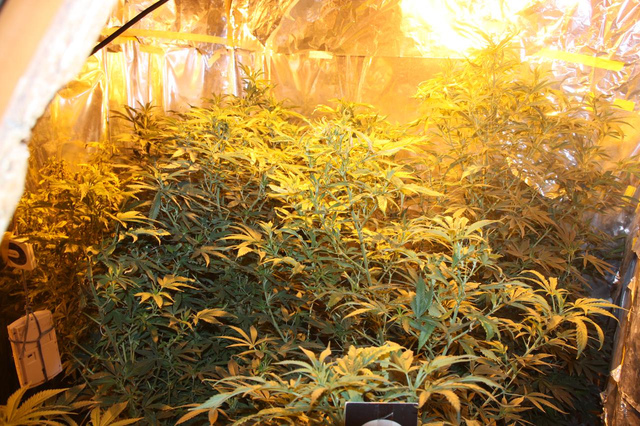 marihuana