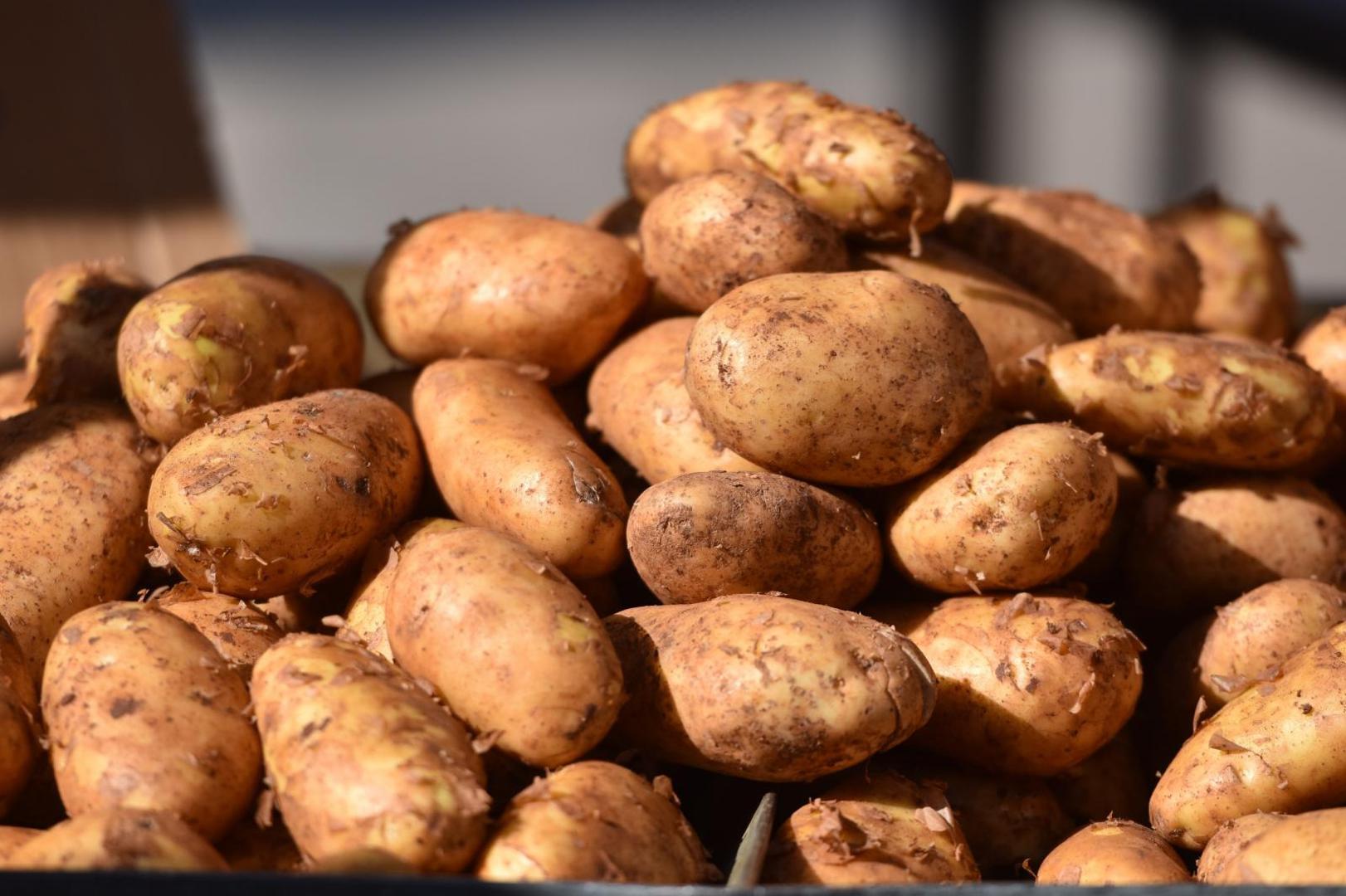 4. KRUMPIR - Jedan crveni krumpir sadrži 66 mikrograma folata, otprilike isti iznos koji se nalazi u jednoj šalici špinata ili brokule. Jedan slatki krumpir ima gotovo osam puta veću količinu vitamina A koja vam je potrebna svakodnevno u borbi protiv raka, a pomaže i u jačanju imuniteta.