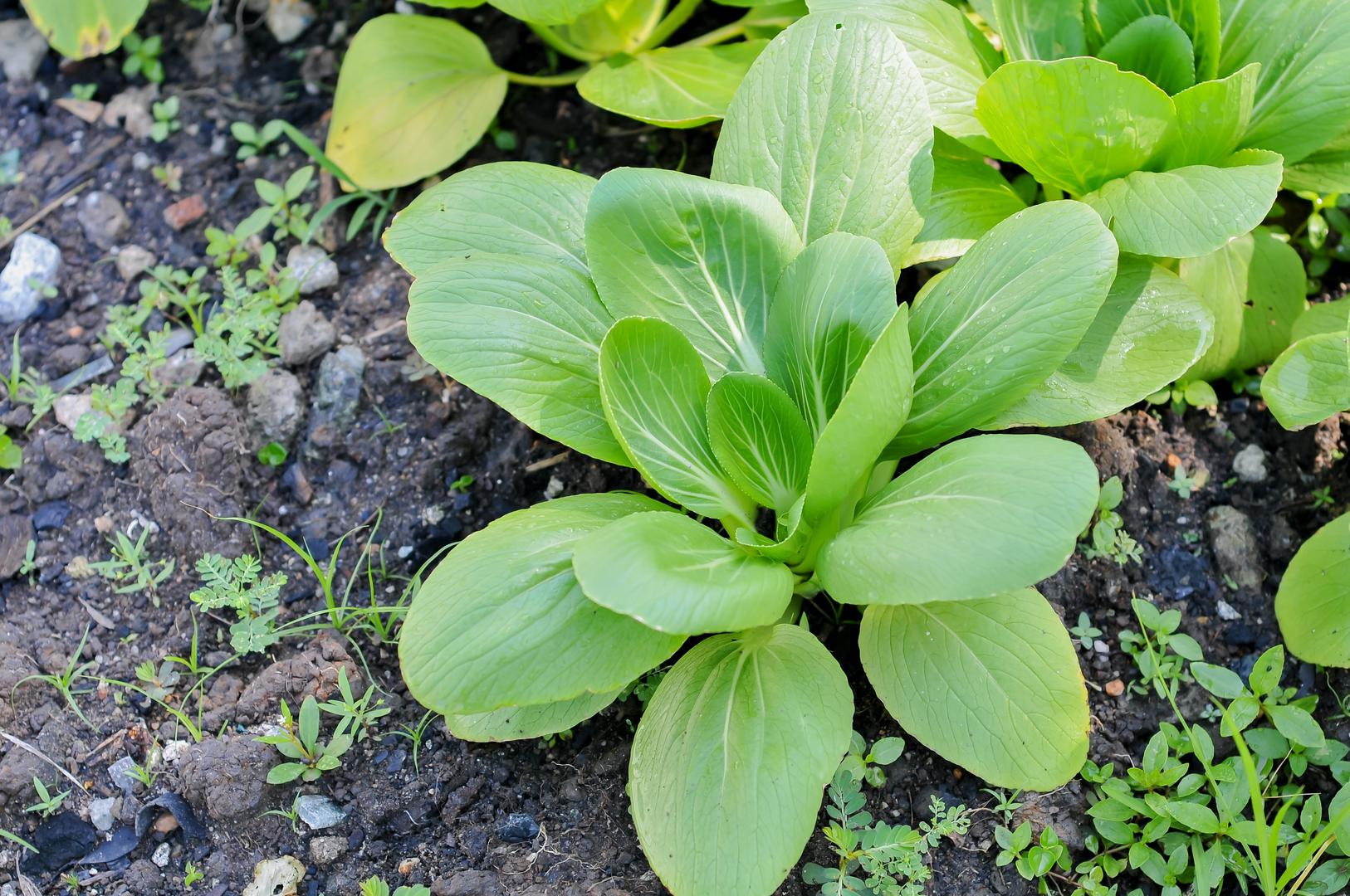Pak Choi: Na čelu popisa je Pak Choi poznati i kao kineski kupus. Izvrstan je za uzgoj u kasnu jesen jer će vam osigurati urod prije kraja godine, a Caleigh je rekla da je to odličan izbor za brzu jesensku žetvu. Pak choi možete uzgajati tijekom listopada sjetvom sjemena u zatvorenom prostoru ili u zaštićenom okruženju poput staklenika ili plastenika.