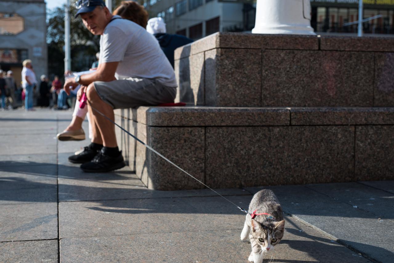 Zagreb: Mačku na povodcu izveli na subotnju špicu