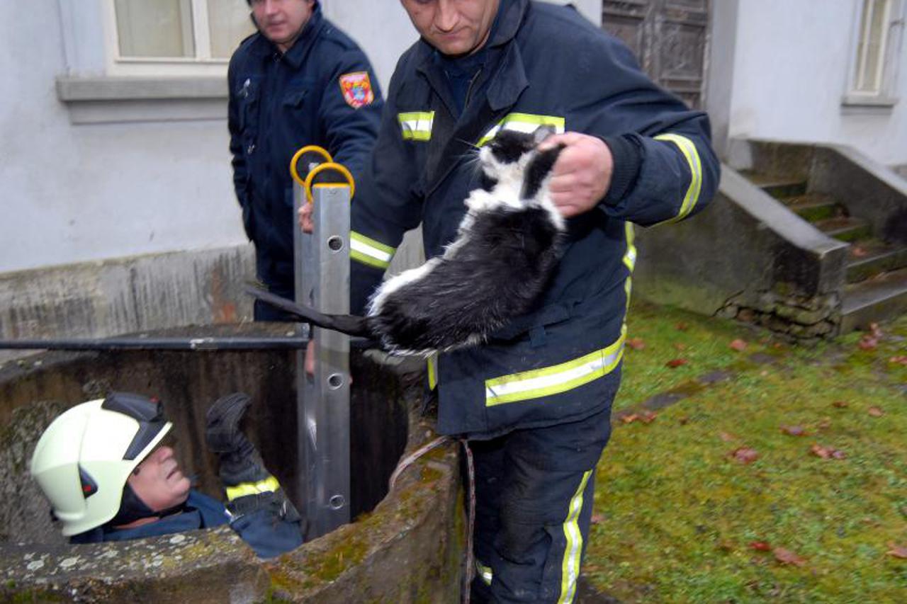 spašavanje mačke (1)