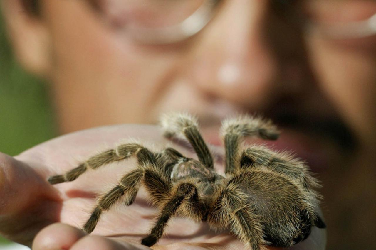 tarantula