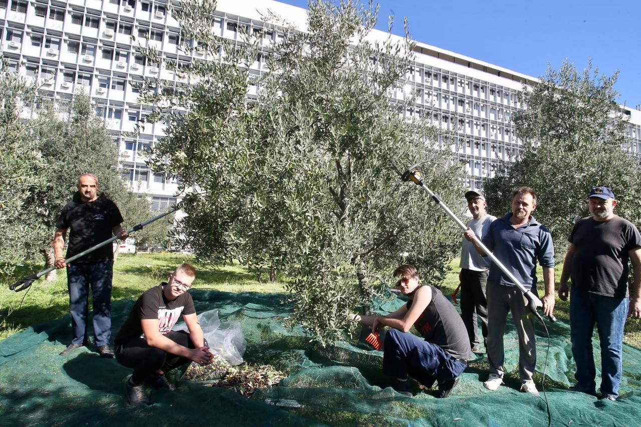 Split: Branitelji beru masline ispred bolnice Križine