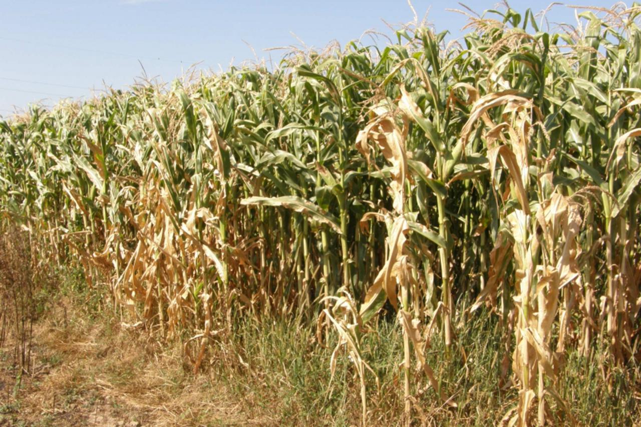 Moslavački usjevi kukuruza trpe zbog suše