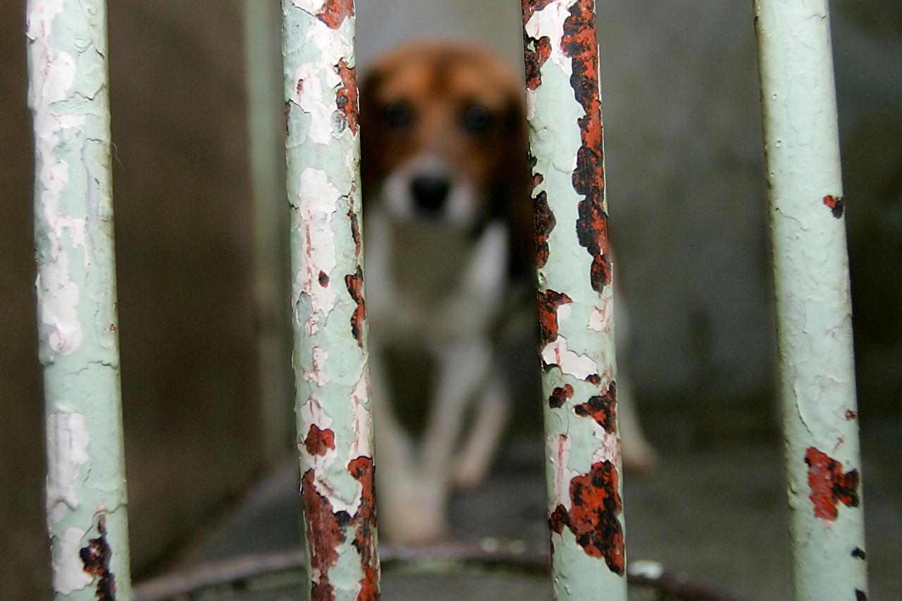ARHIVA - 2005. Zagreb: Afera bigl potresla Hrvatsku, psi nezakonito korišteni u pokusima na Veterinarskom fakultetu