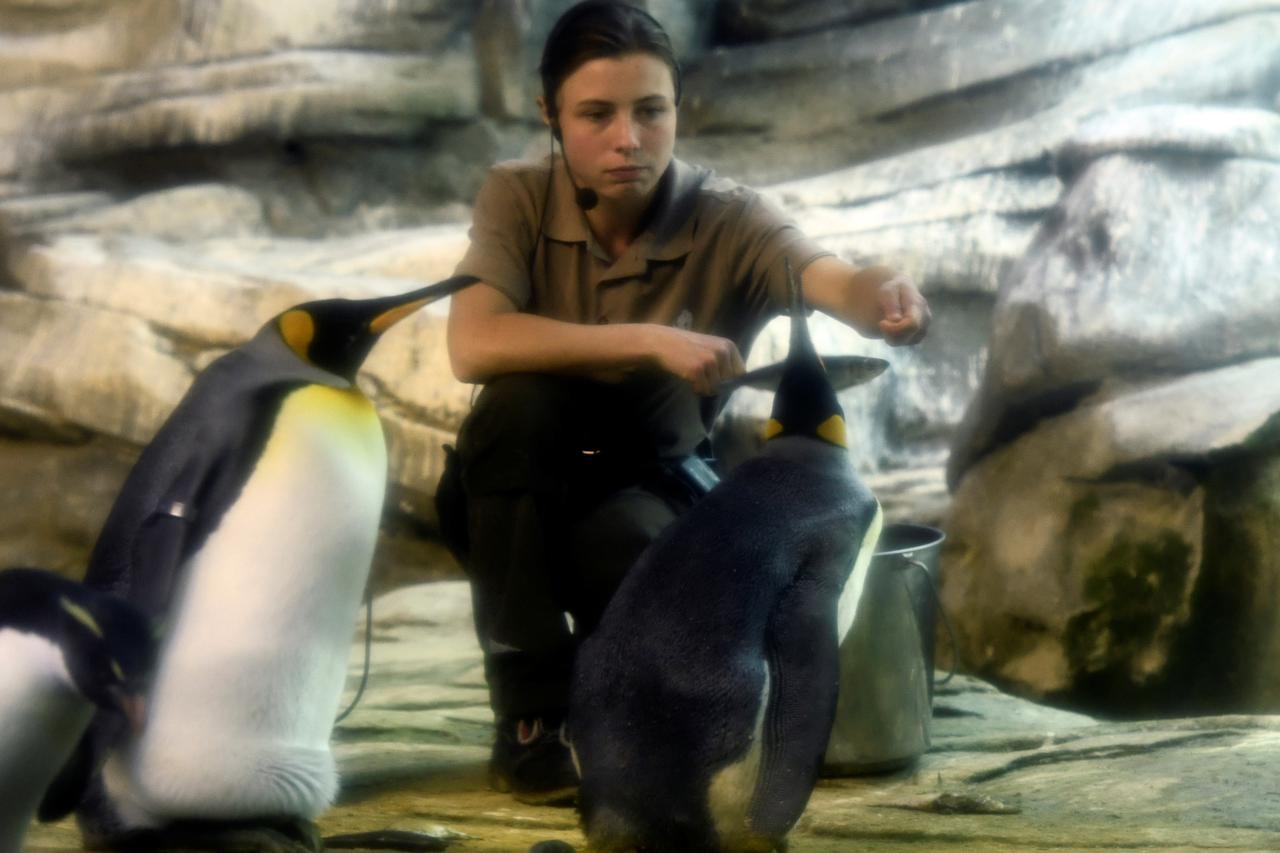 Pingvini u berlinskom zoou