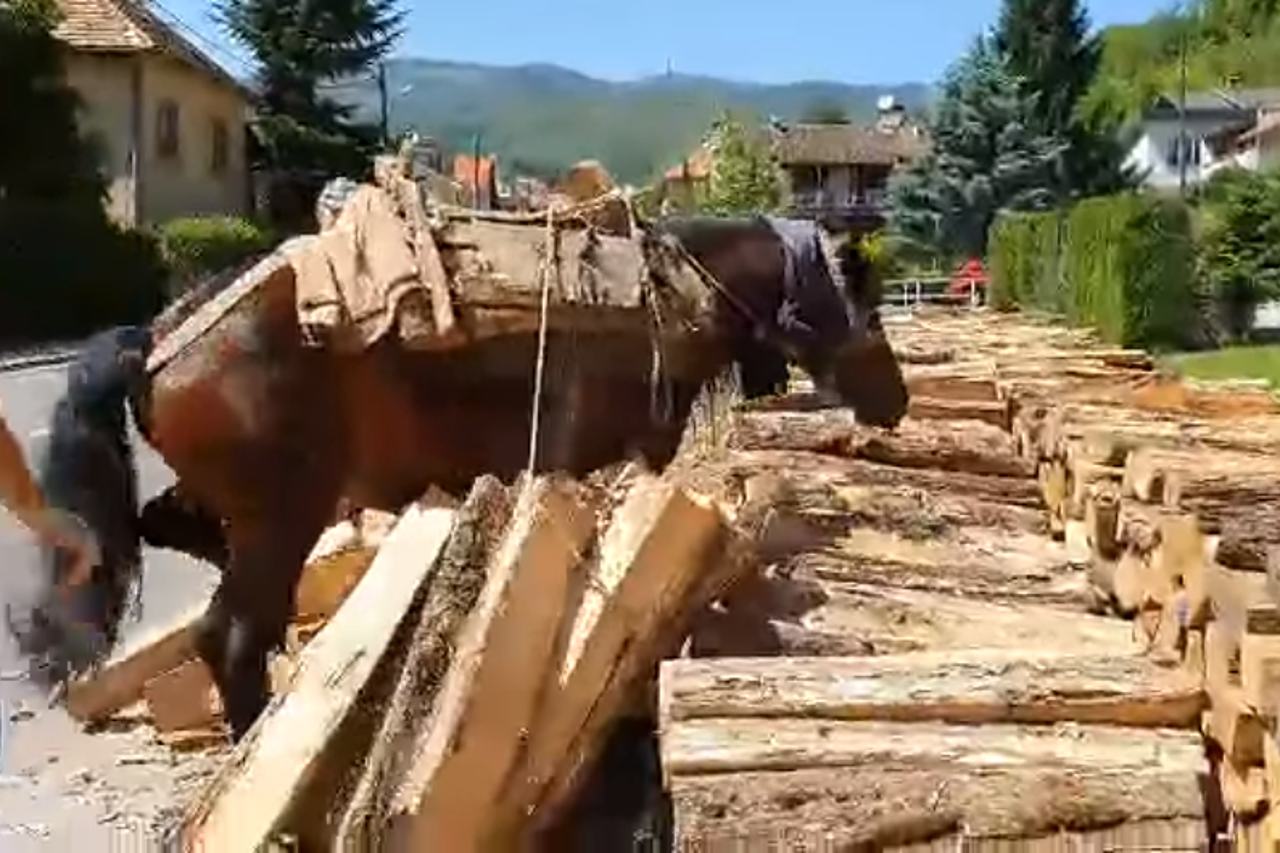 Konj tegli trupce