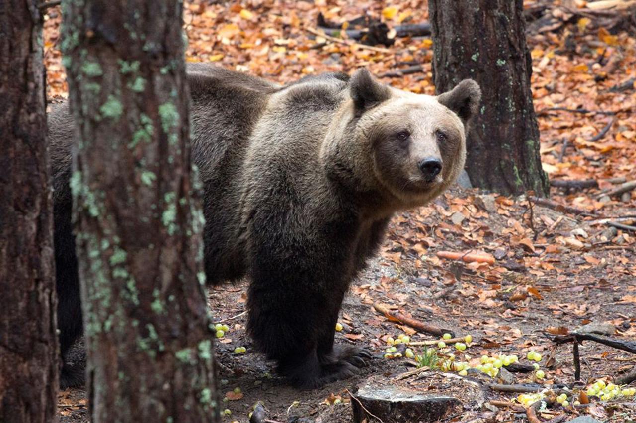 Organizacija FOUR PAWS uspjela je spasiti dva ilegalno držana medvjeda i premjestiti ih u utočišta u Hrvatskoj i inozemstvu.