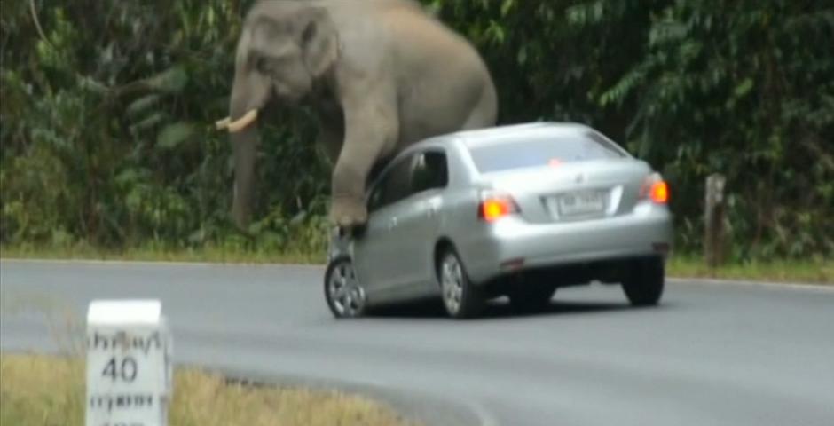 Slon 'napao' aute
