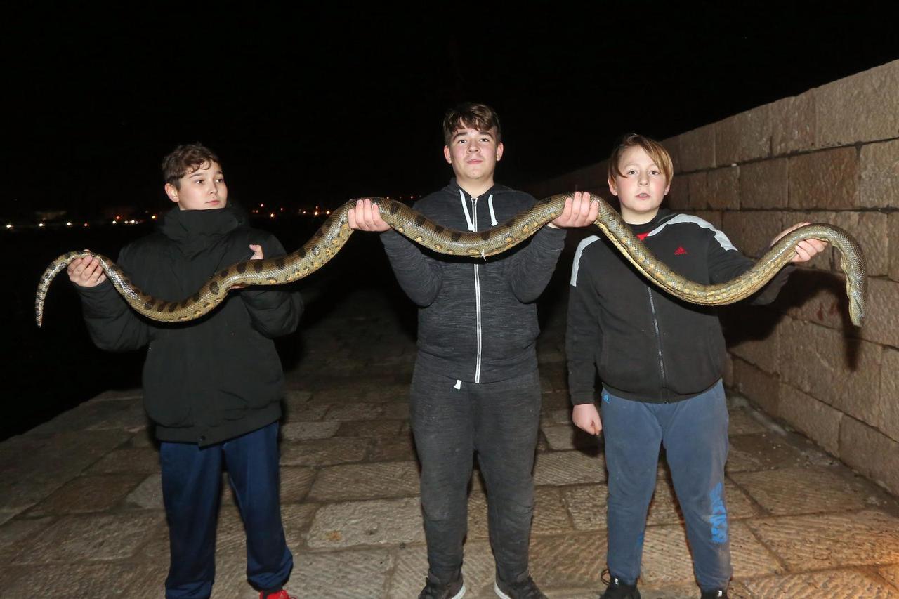 Dječaci iz mora izvadili mrtvu zmiju dugu 2,5 metra