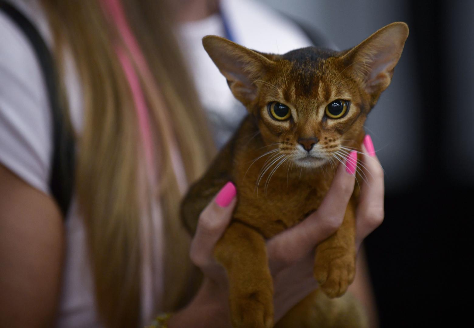 Organizatori ističu kako ova izložba spaja natjecateljski duh, edukaciju i fascinantnu ljepotu mačaka. Veliku galeriju najljepših prizora s jučerašnjeg programa donosimo u nastavku.