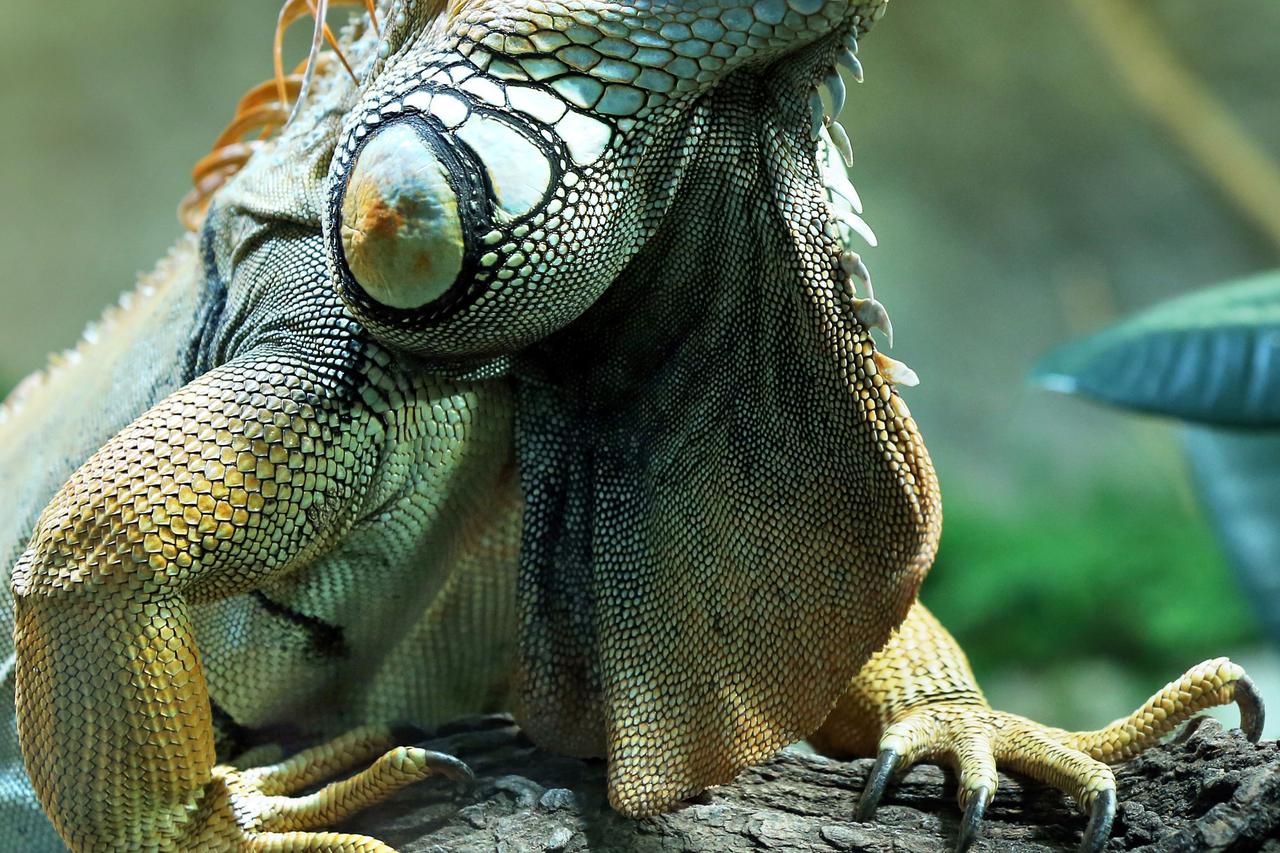 A Green Iguana is seen at the Bergzoo in Halle/Saale, Germany, 15 January 2013. Photo: Jan Woitas/DPA/PIXSELL