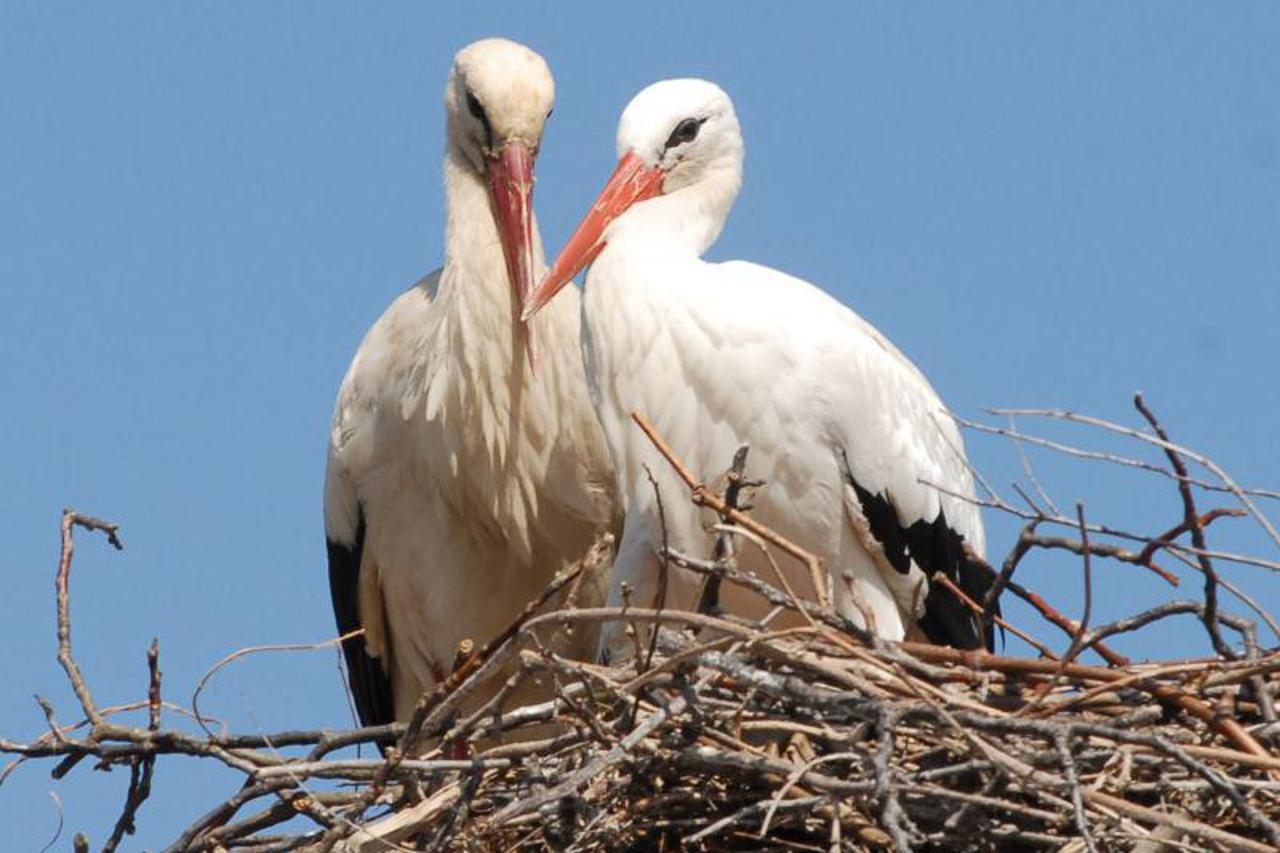 Klepetan i Malena (1)