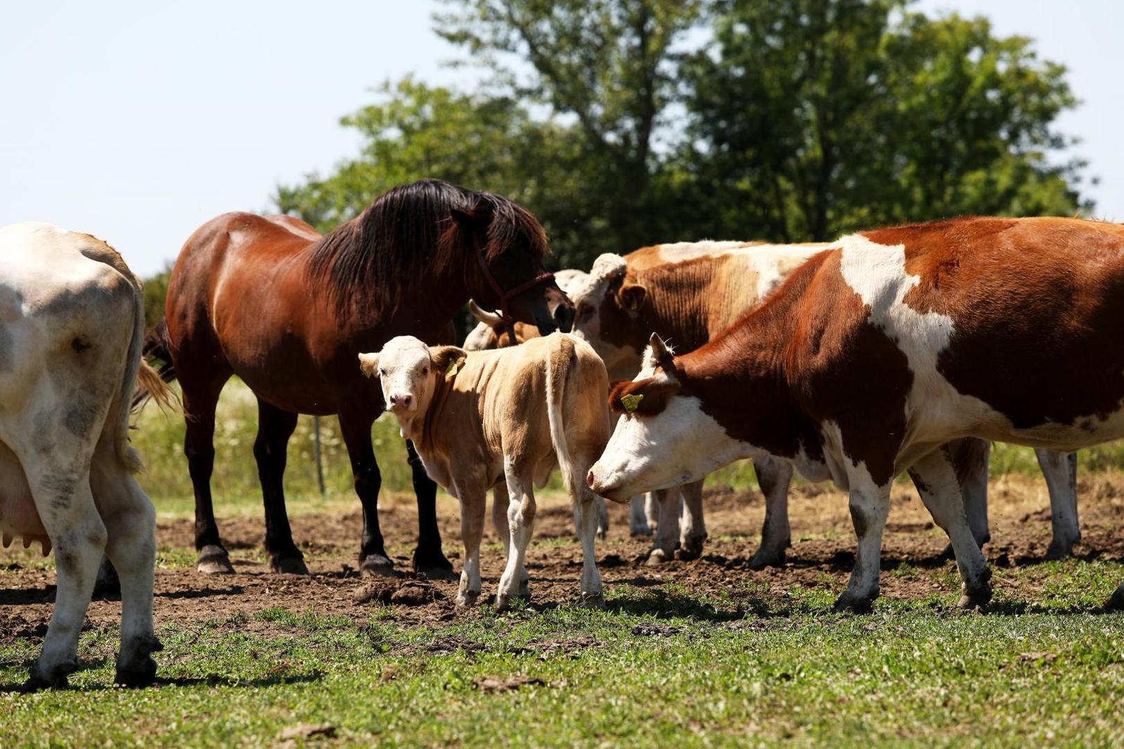 21.07.2020., Velika Gorica - Goran Speka, u selu Drnek kraj Oborova, bavi se stocarstvom i svinjogojstvom sa suprugom Ivanom i djecom Lucijom, Martinom i Matijom. 
Photo: Boris Scitar/Vecernji list/PIXSELL