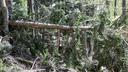 Major tree felling begins around Medvedgrad fortress in Zagreb