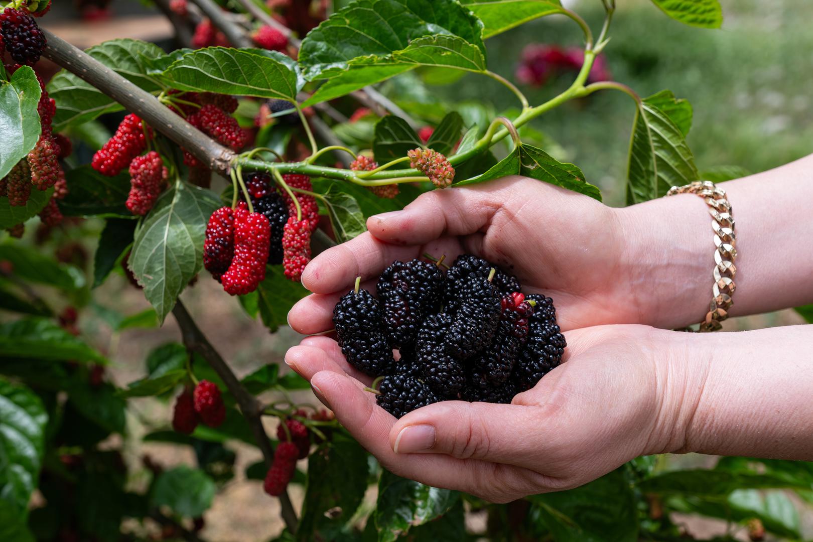 8. Patuljasti dud: Ova kompaktna sorta duda savršena je za uzgoj u posudama. Voli sunčane položaje i umjereno zalijevanje. Plodovi tamnoljubičaste boje izrazito su slatki i sazrijevaju od proljeća do ranog ljeta.