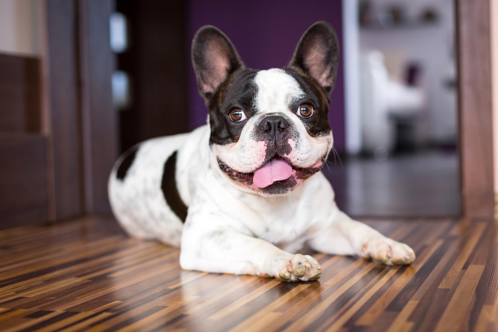 Francuski buldog: Francuski buldozi su mali psi, ali iznimno snažnog karaktera, a pritom nisu pretjerano glasni. Kinološki savez opisuje ove male pse kao "razigrane, budne, prilagodljive i potpuno neodoljive". Njihovo ljupko frktanje i njuškanje često zamjenjuju lavež, a njihova prijateljska i odana osobnost čini ih popularnima među svim vlasnicima pasa.