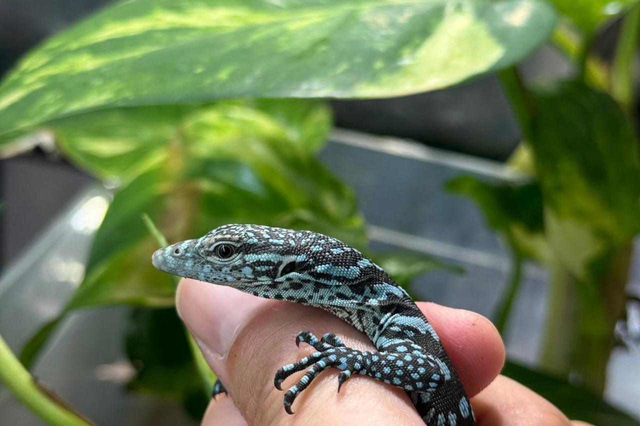 ZG Zoo: Na svijet došla dva plava varana