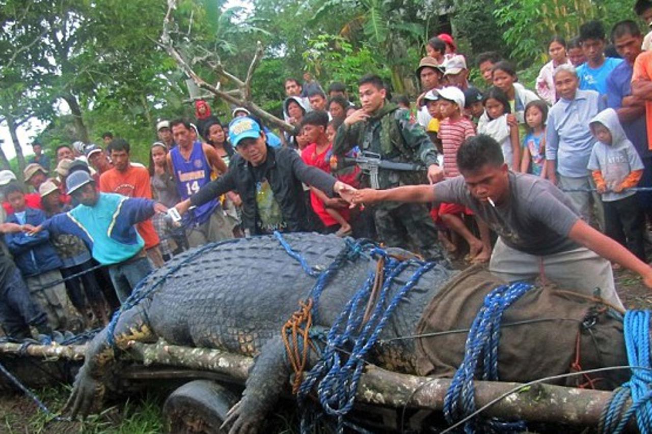 Krokodil Lolong (1)