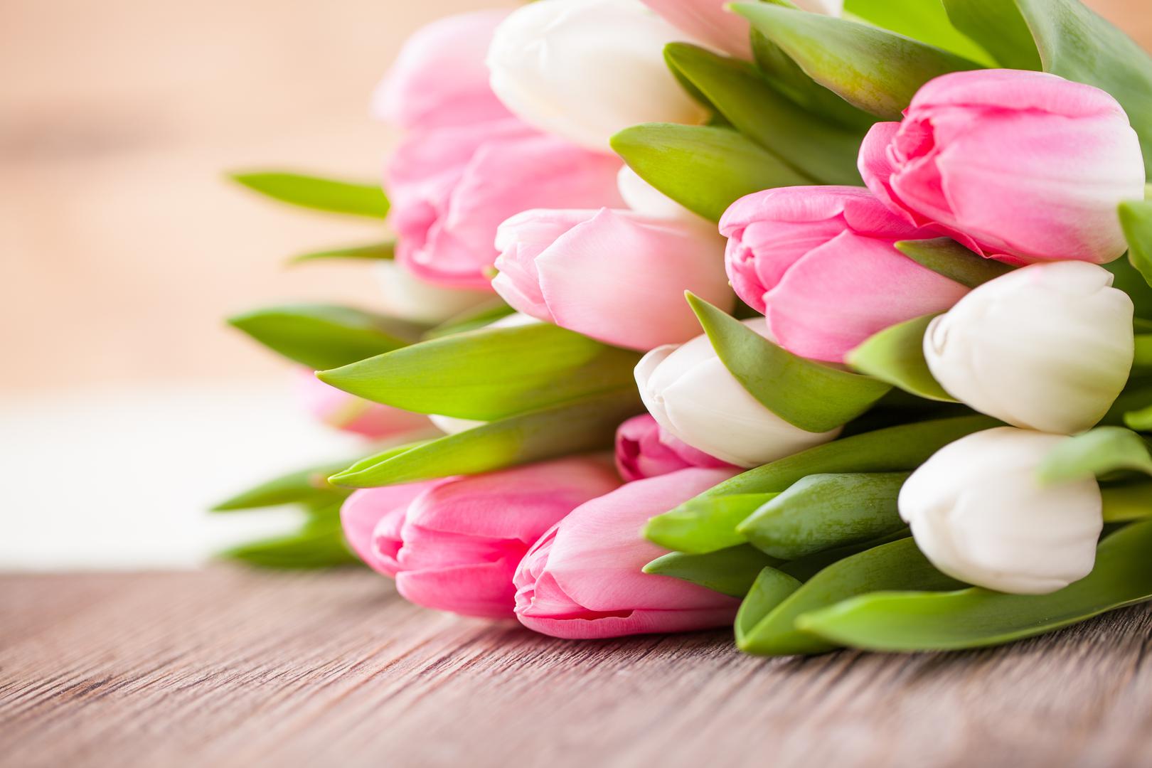 Tulipani: Cijela biljka tulipana predstavlja opasnost za mačke i pse, ali posebno lukovica. Ako se proguta, može uzrokovati gubitak apetita, napadaje, slinjenje, povraćanje, proljev i srčane abnormalnosti.