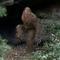 Avatar sasquatch