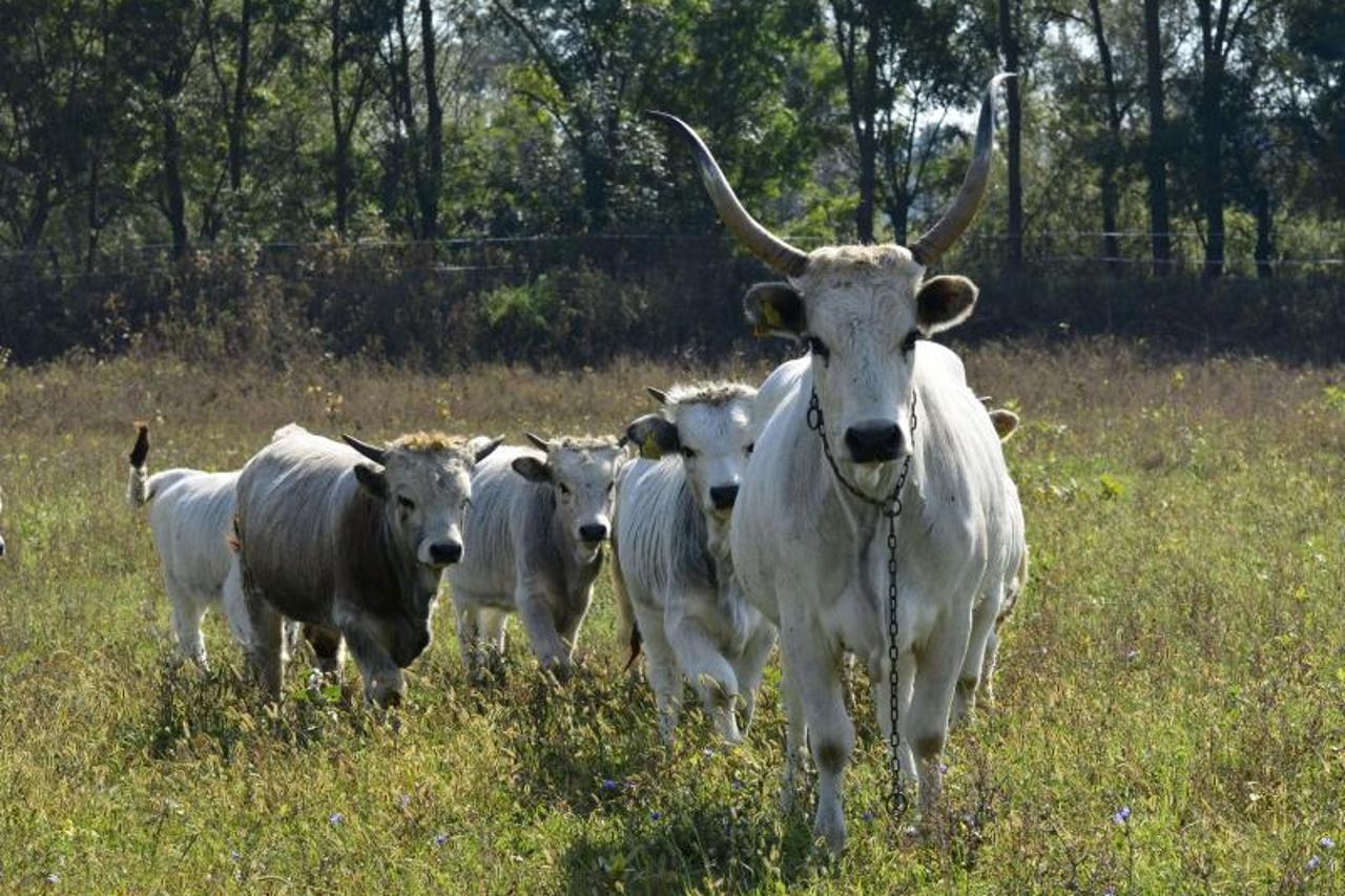 29.09.2016., Oprisavci, Gajna - Zasticeni pasnjak Gajna. Gajna je tipicni slavonski prisavski pasnjak oplemenjen mocvarnom florom i faunom