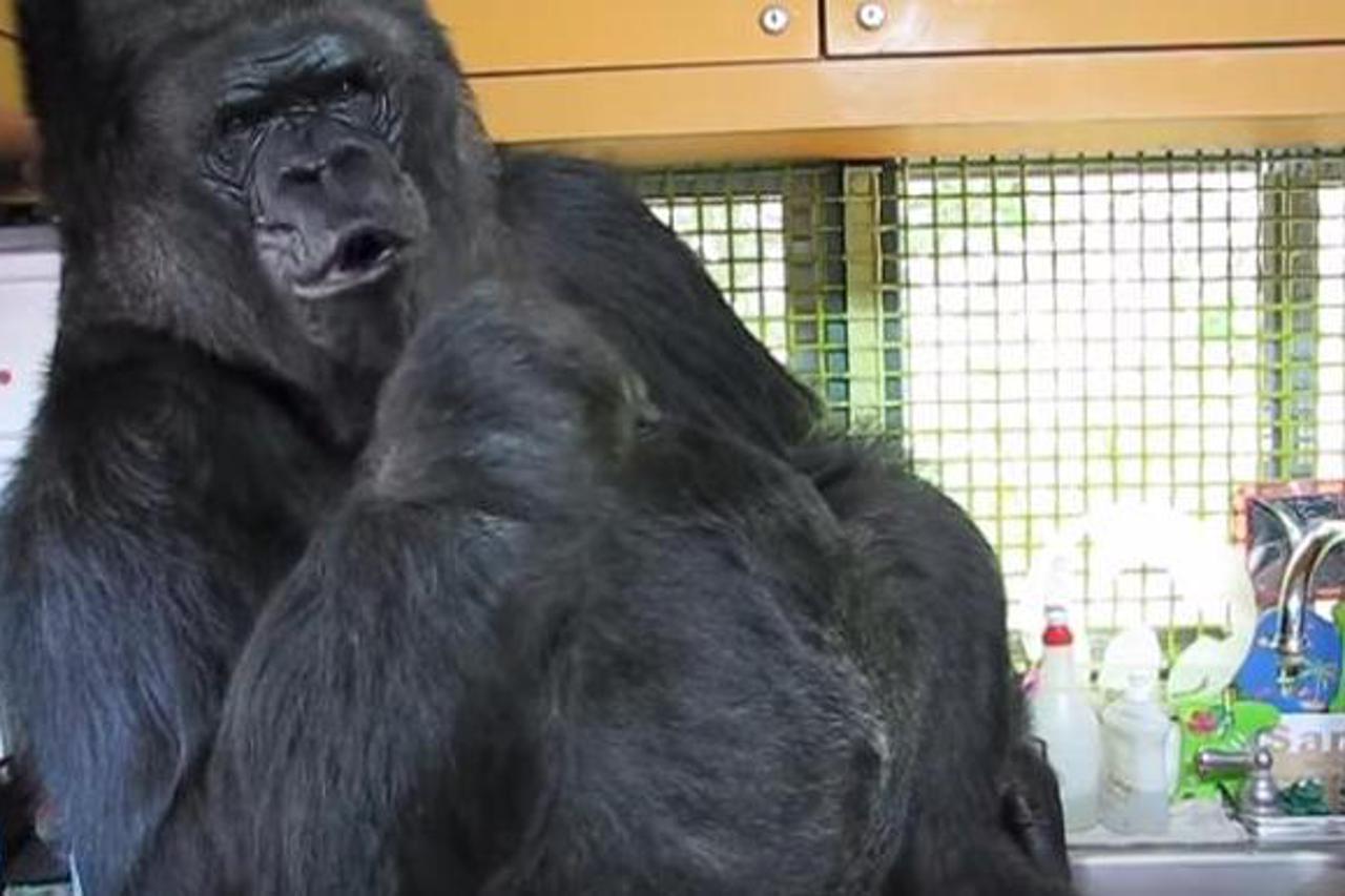 koko gorila