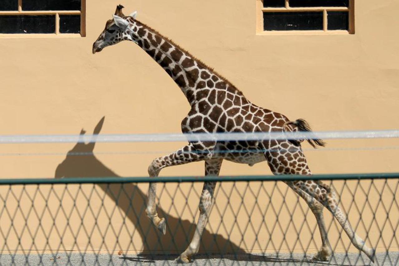 žirafa (1)
