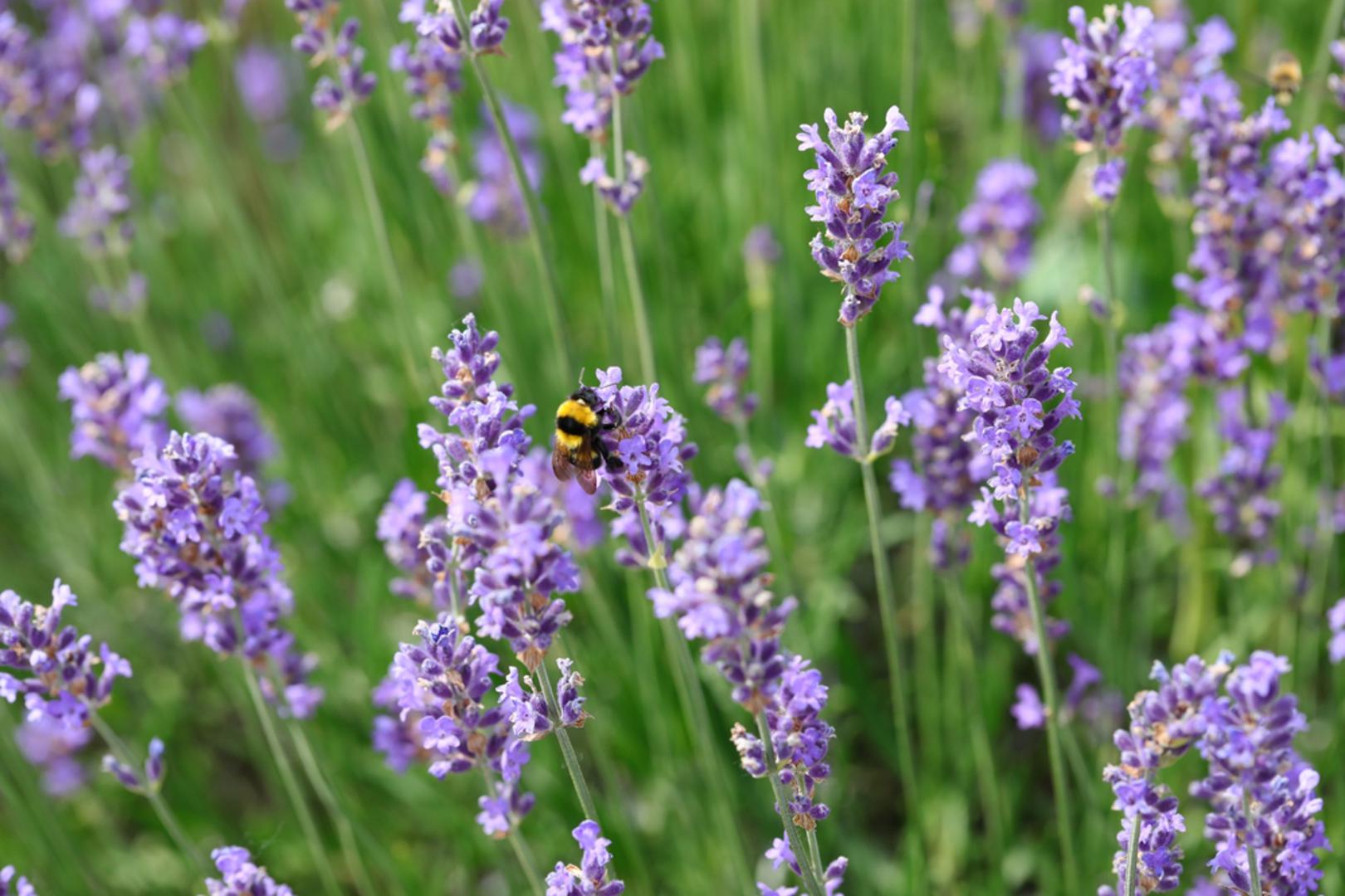 Lavanda: Jedna od najprepoznatljivijih mediteranskih biljaka svoje mjesto često pronalazi i u kontinentalnim vrtovima. Mirisni ljubičasti cvjetovi privlače velik broj pčela, bumbara i leptira tijekom cijelog razdoblja cvatnje. Najbolje uspijeva na sunčanim mjestima i u dobro dreniranom tlu, a zahvaljujući otpornosti na sušu ne zahtijeva često zalijevanje. Kako bi zadržala lijep oblik i obilno cvjetala iz godine u godinu, preporučuje se orezivanje nakon cvatnje.