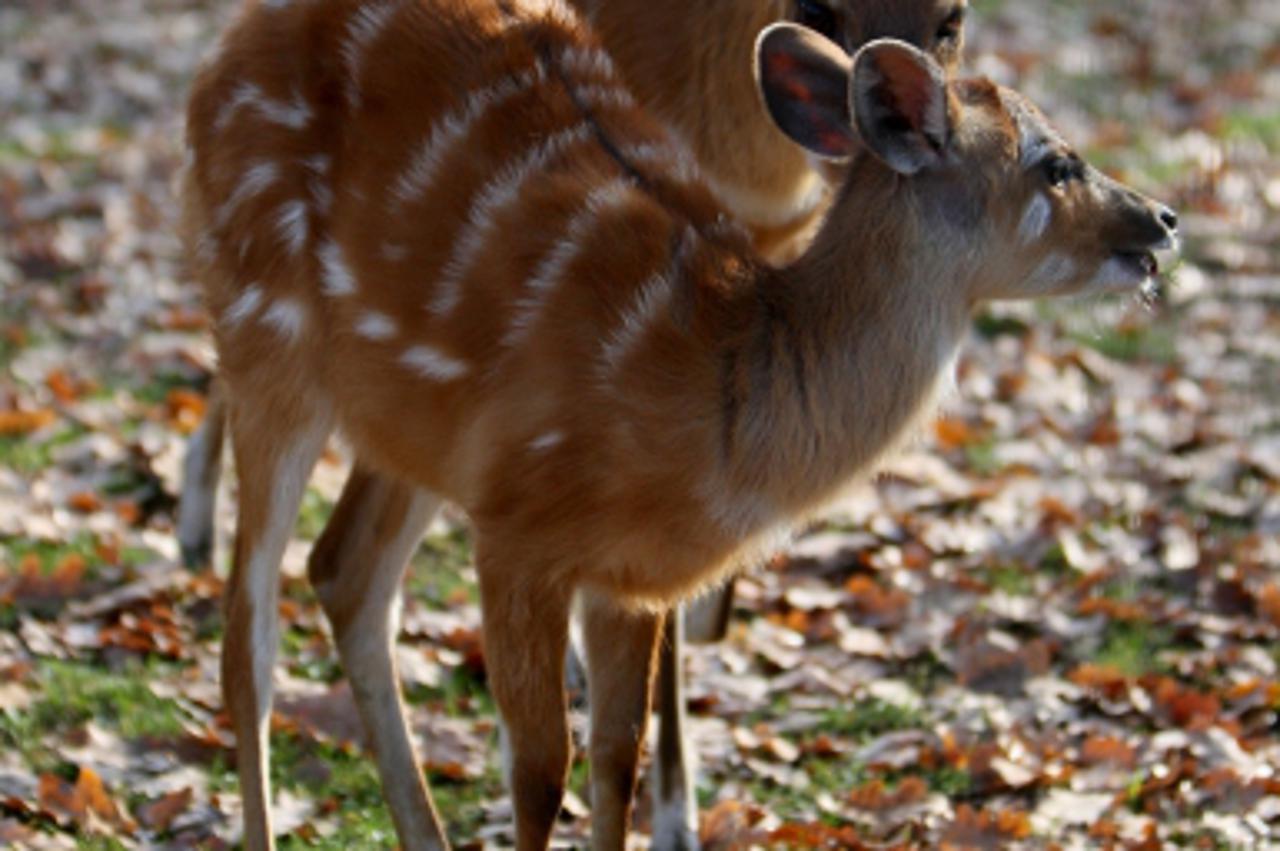 '22.11.2009., Zagreb - Zagrebacki zoo vrt unatoc prohladnom vremenu i  zubatom suncu danas su posjetili mnogi gradjani. Srna s malim lanetom.  Photo: Boris Scitar/PIXSELL'