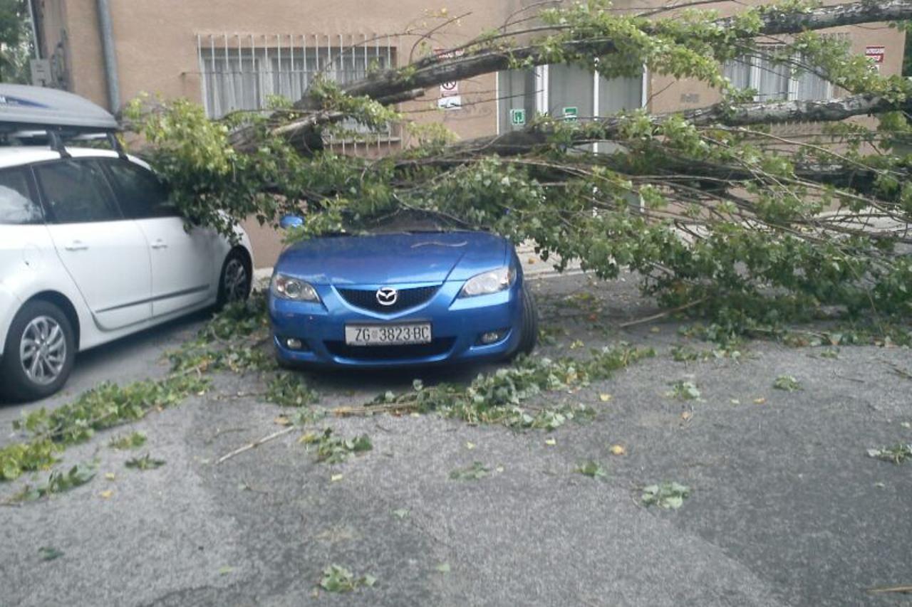 Stablo na autu, portal