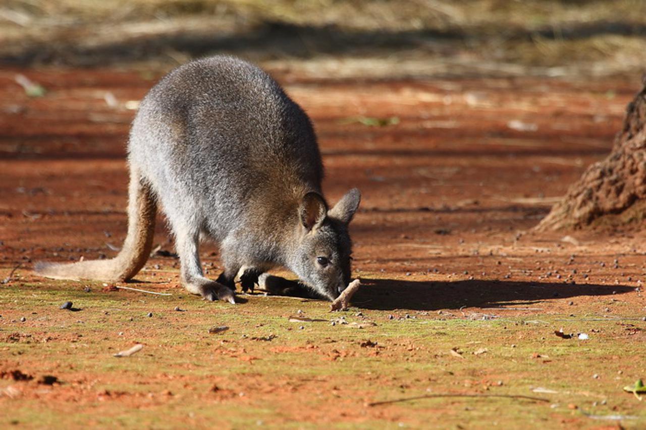 Australski dan ZOO
