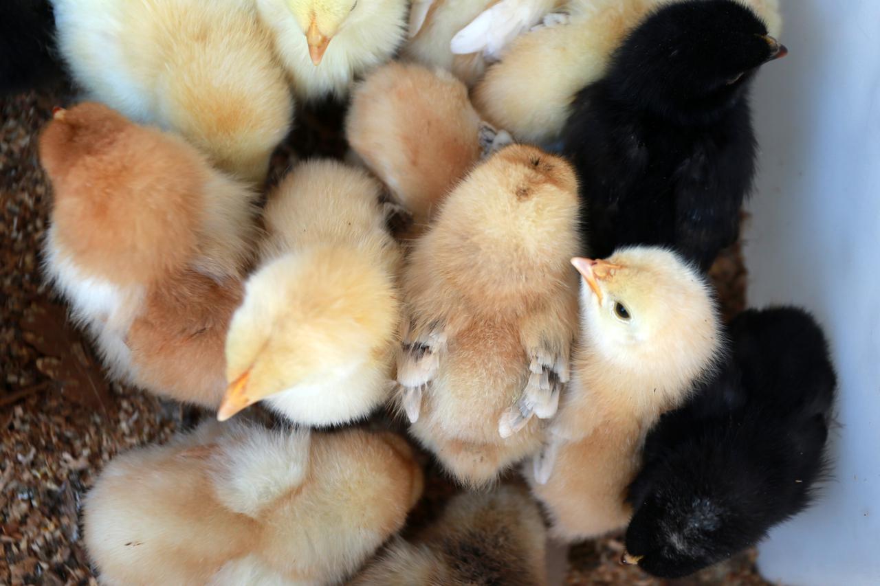 Sinj: Prodaja pili?a uo?i Uskrsa na gradskoj tržnici