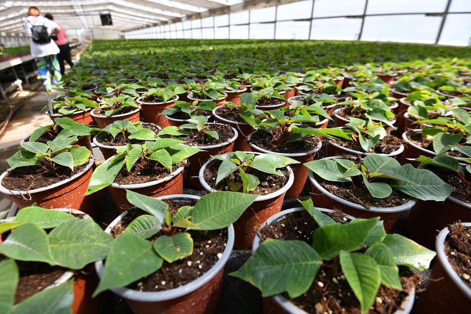 Doljan: Cvjećarski obrt Cepanec