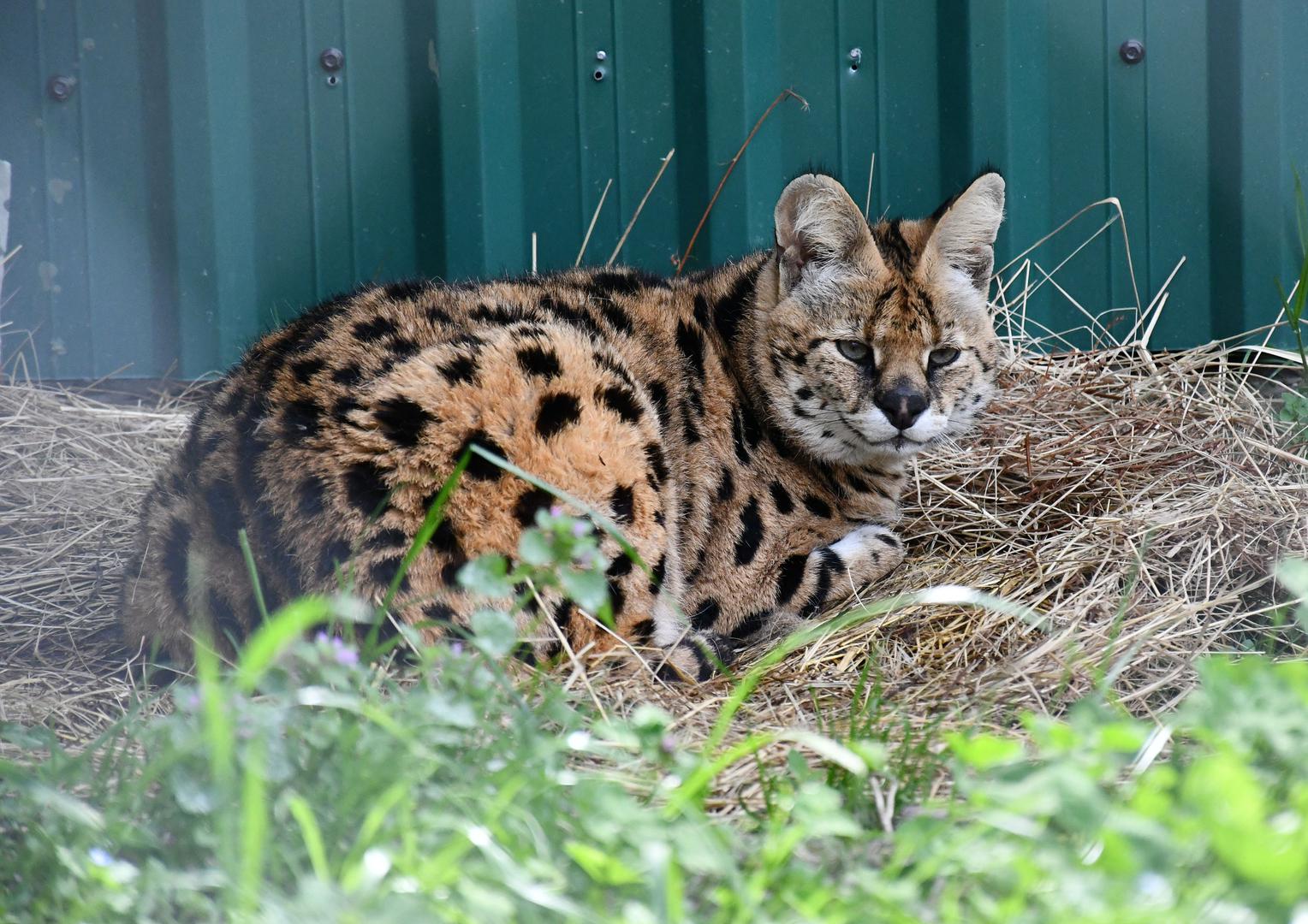 Afrička divlja mačka široko je  rasprostranjen u podsaharskoj Africi, živi u savanama, suhim travnjacima, na rubovima tropskih kišnih šuma, čak i na planinskim područjima.

