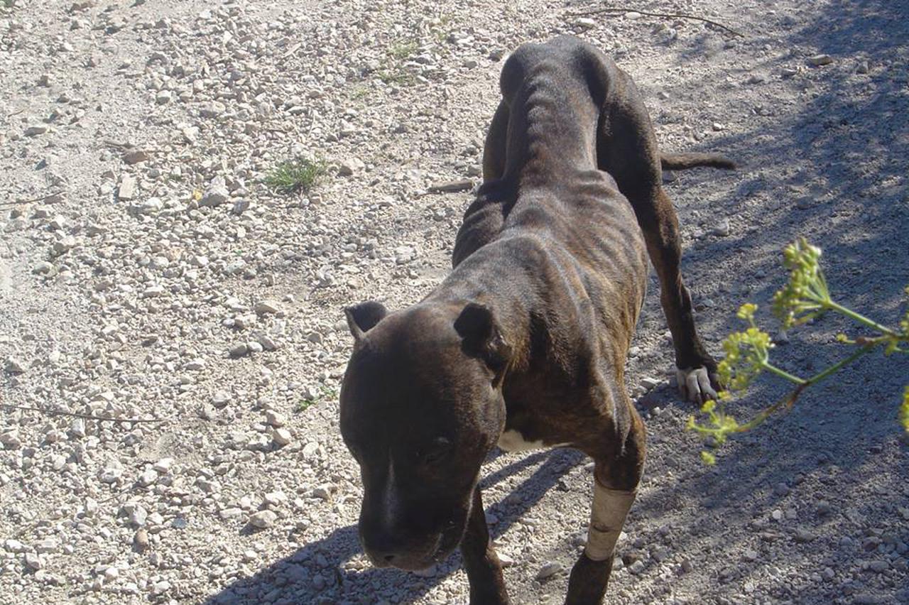 Sed, pit bull (1)