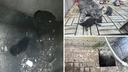 Mačka zapela u šahtu - s dva mačića! Ovako su ih spasili, stigao i Dumovec