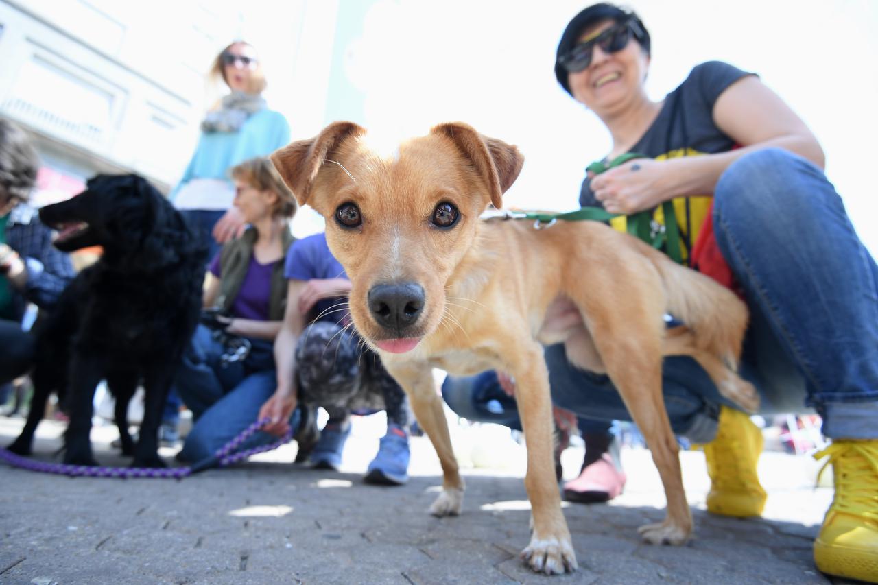 Zagreb: Na Trgu bana Jelačića održana akcija Udomljavanje je fora