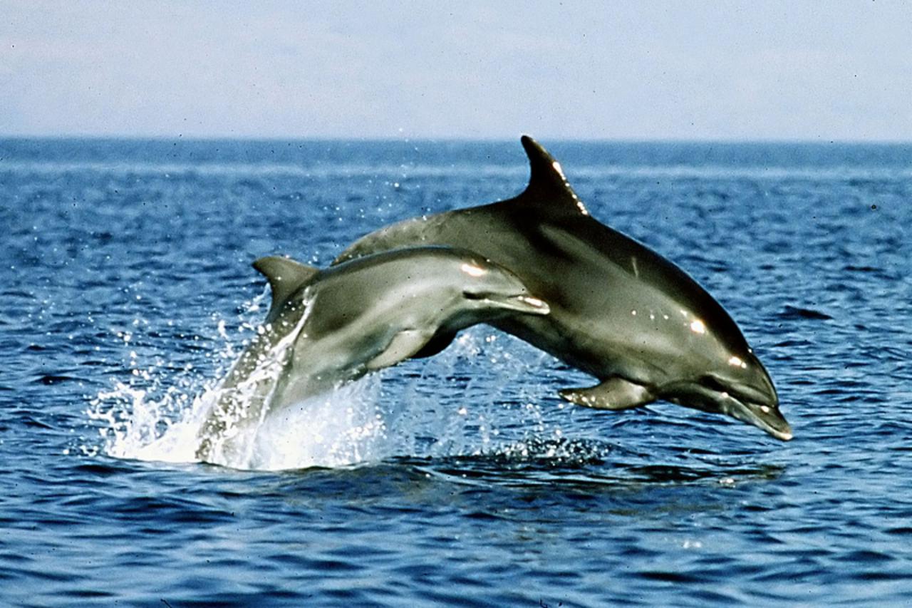 'za dup.........26-30.7.2000. kvarneric-oko otoka losinja-dobri dupin......babysiter s bebom dupinom  nakon hranjenja uzivaju u igri  ....foto plavi svijet delfini'