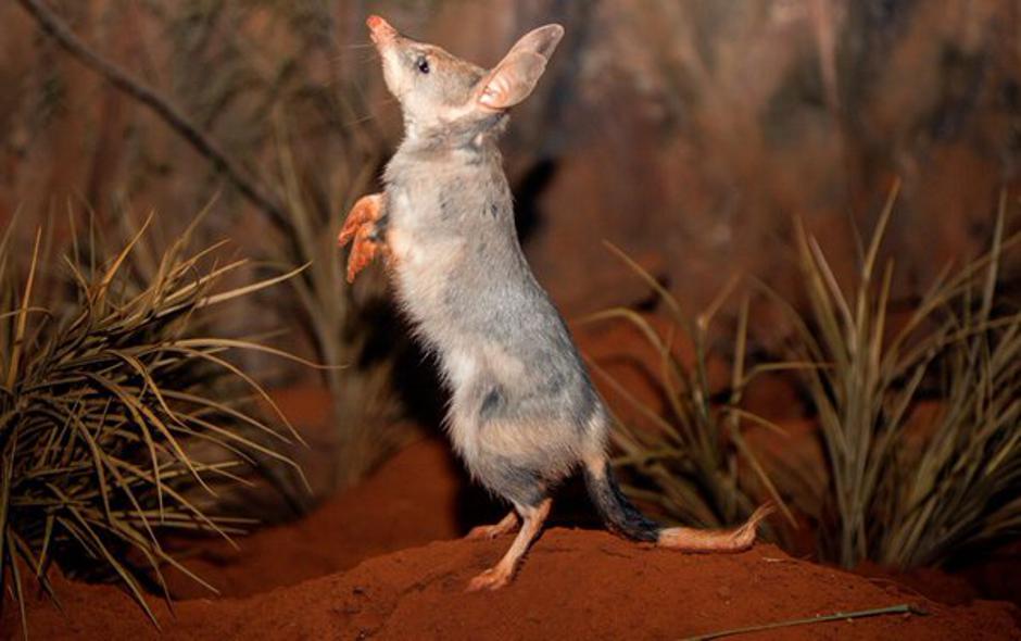 Australski tobolčar Bilby