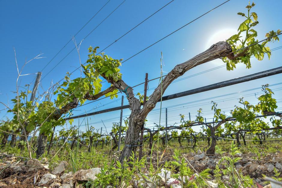 Poljoprivredno gospodarstvo Kraljevski vinogradi