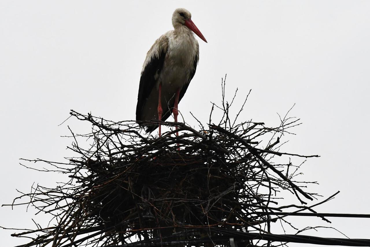 Brodski Varoš: S nekoliko dana zakašnjenja Klepetan se i ove godine vratio Malenoj