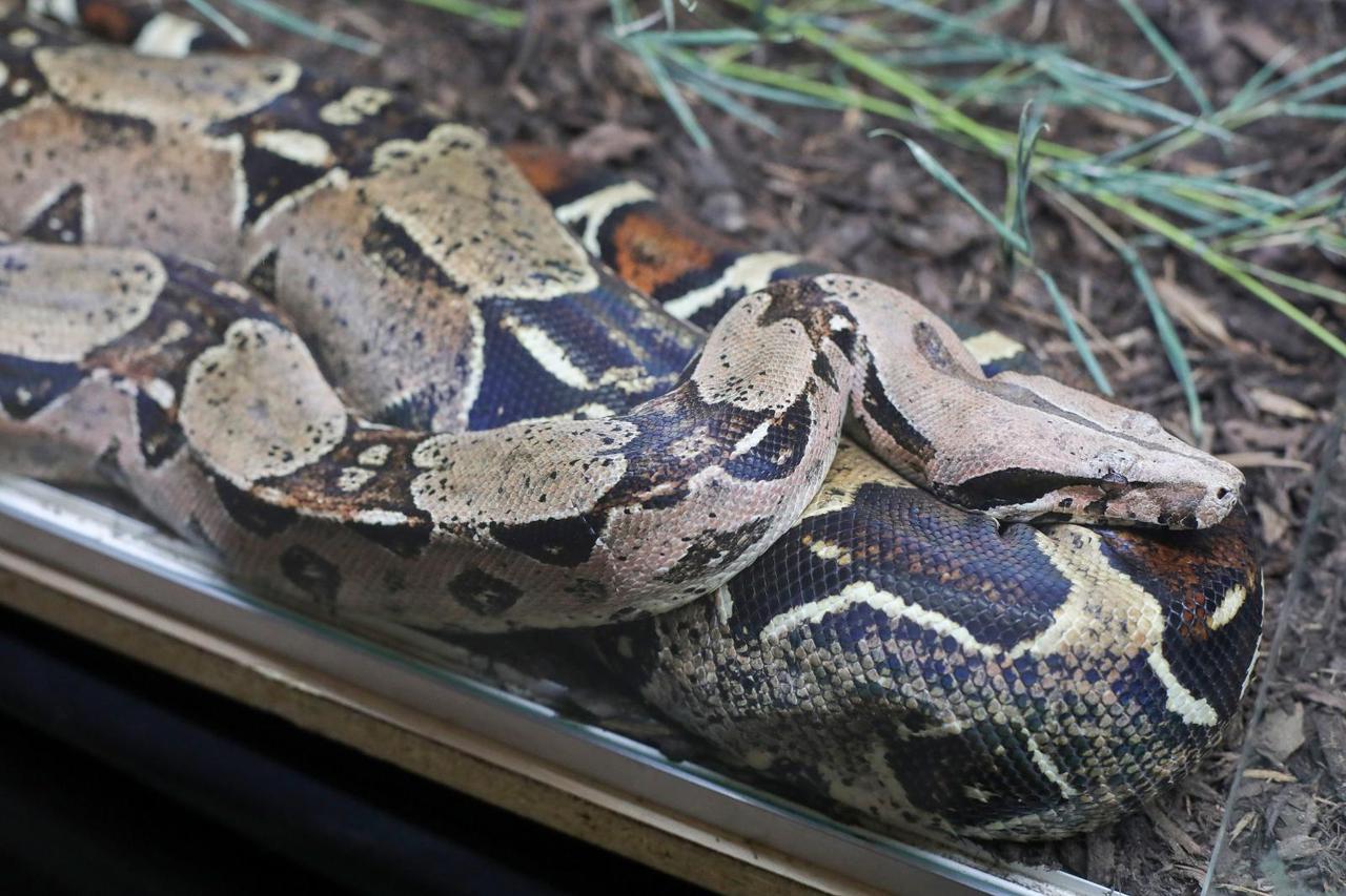 Izložba živih zmija "Advent uz zmije"