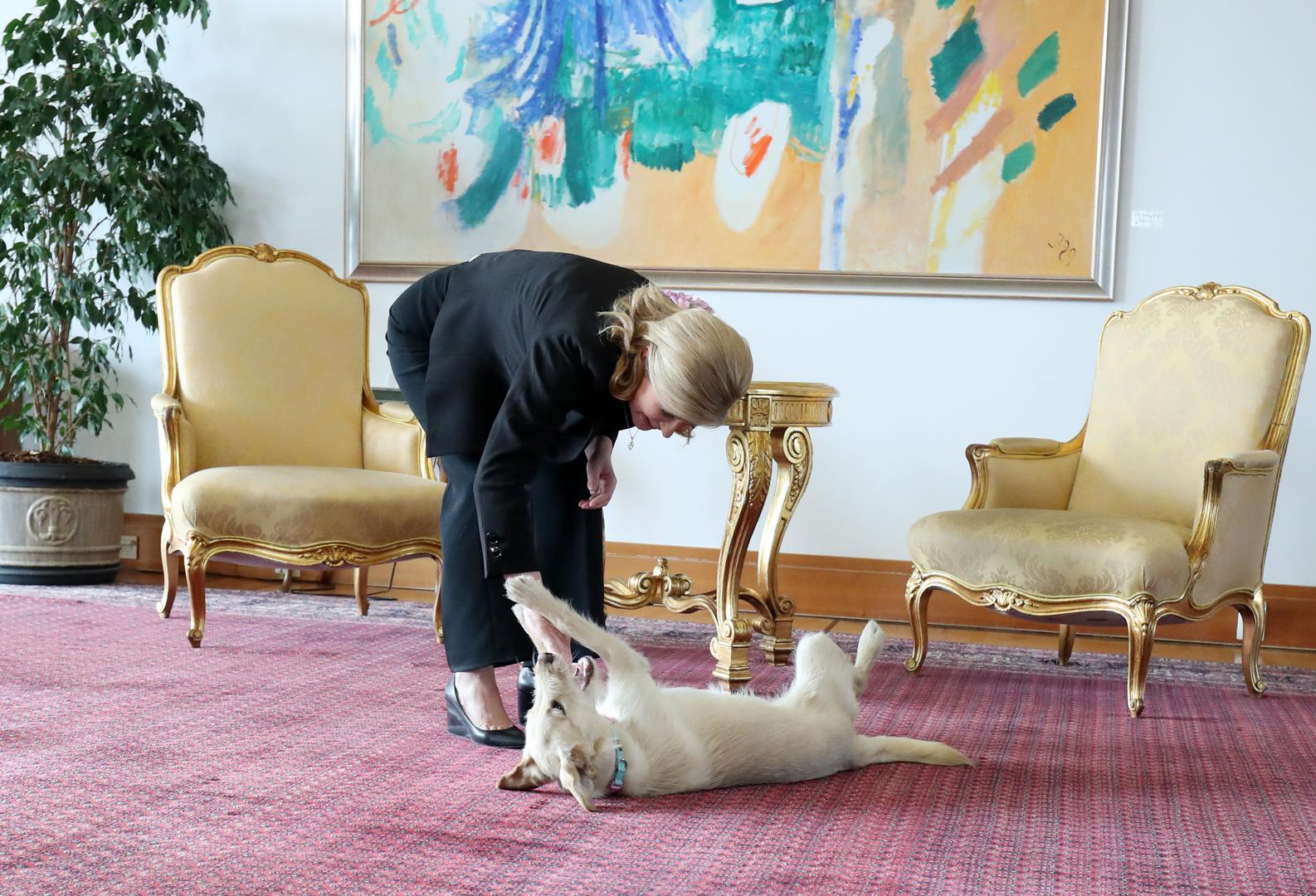 Tijekom subotnjeg druženja u Uredu predsjednice, Grabar-Kitarović prisutnima je pokazala koje je trikove naučila kujica Kika koja je na Pantovčak stigla prošle godine. 