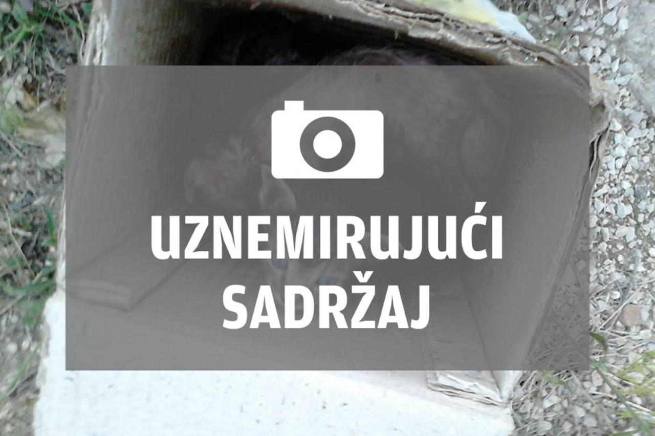 mačići