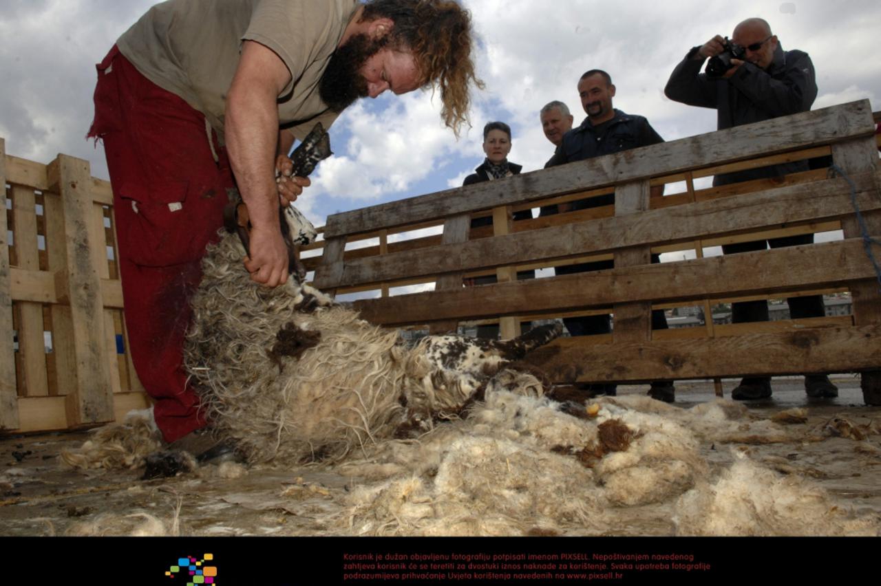striženje ovaca,ovca,ovce (1)