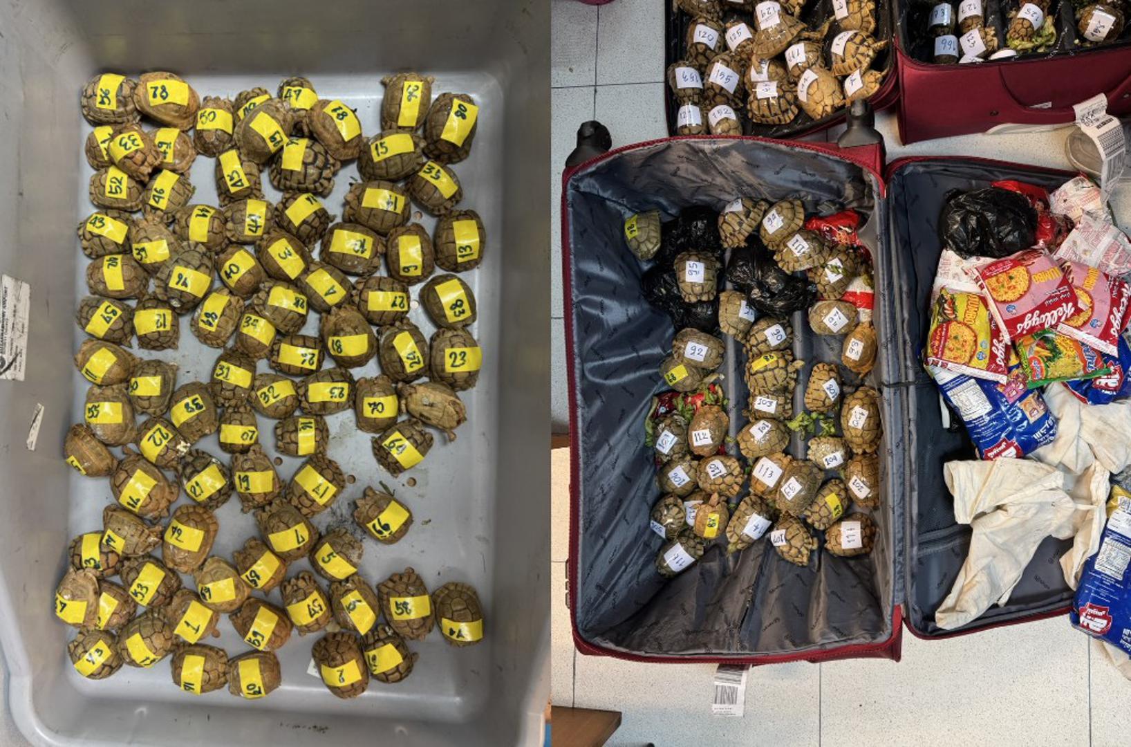 Globalno je zaplijenjeno rekordnih 5,8 tona mesa divljih životinja, s primjetnim porastom slučajeva iz Afrike prema Europi. U 2025. godini akcije provođenja zakona također su otkrile porast trgovine morskim vrstama, s više od 245 tona zaštićenih morskih divljih životinja zaplijenjenih širom svijeta, uključujući 4.000 komada peraja morskih pasa. 